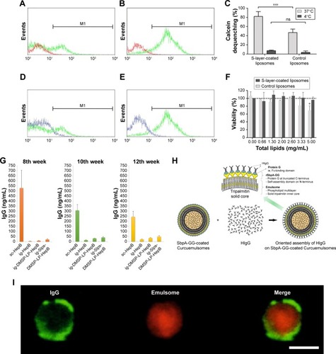 Figure 10 Evidence of Slp-coated liposomes promoting drug internalization and surface engineering of liposomes and as carriers of vaccines for oral administration.Notes: Flow cytometry histograms of Caco-2 cells before (red line) and after 30 minutes of (green line) incubation at 37°C with (A) control and (B) Slp-coated liposomes. (C) Calcein dequenching of Caco-2 cells incubated with Slp-coated liposomes and plain liposomes at 37°C or 4°C; flow cytometry histograms of Caco-2 cells upon 30-minute incubation at 4°C (blue line) and 37°C (green line) with (D) control and (E) S-layer coated liposomes; (F) viability of Caco-2 cells incubated with Slp-coated liposomes and control liposomes; (G) IgG concentration induced by oral delivery of Slp-coated liposomes carrying hepatitis B vaccine. (H) Schematic drawing of rSbpA-GG facilitating emulsomal surface immobilization of IgG. (I) Confocal microscopy observing the interaction of HIgG-FITC (green fluorescence) with rSbpA-GG-coated emulsome-entrapped Sudan β (red fluorescence). (A–F) Reproduced from Hollmann A, Delfederico L, Santos NC, Disalvo EA, Semorile L. Interaction of S-layer proteins of Lactobacillus kefir with model membranes and cells. J Liposome Res. 2018;28(2):117–125 by permission of the publisher (Taylor & Francis Ltd, http://www.tandfonline.com).Citation98 (G) Reproduced with permission from Shao.Citation139 Copyright 2017, Zhejiang University of Technology. (H and I) Reproduced from Ücisik MH, Küpcü S, Breitwieser A, Gelbmann N, Schuster B, Sleytr UB. S-layer fusion protein as a tool functionalizing emulsomes and CurcuEmulsomes for antibody binding and targeting. Colloids Surf B Biointerfaces. 2015;128:132–139. Available from: https://www.ncbi.nlm.nih.gov/pmc/articles/PMC4406452/. Creative Commons license and disclaimer available from: http://creativecommons.org/licenses/by/4.0/legalcode.Citation137 *P<0.05; ***P<0.001.Abbreviations: FITC, fluorescein isothiocyanate; HIgG, human IgG; ns, not significant.