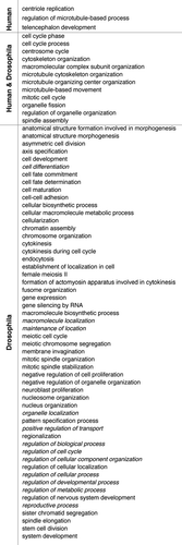 Figure 2 Comparative GO term enrichment analysis reveals functional homology between the Drosophila and human centrosome proteome. GO term enrichment in the category biological process level 3 was analyzed for all proteins classified as human centrosomal, centrosome candidate and centrosome novelCitation5 using the DAVID bioinformatics tool and the whole human genome as the background. The Drosophila centrosome proteome was analyzed accordingly and statistically significantly enriched terms (p value < 0.01) were compared between the two datasets. Less informative terms not directly related to centrosome structure or function were merged and labeled with the term of the next higher level of the GO hierarchy (italic).