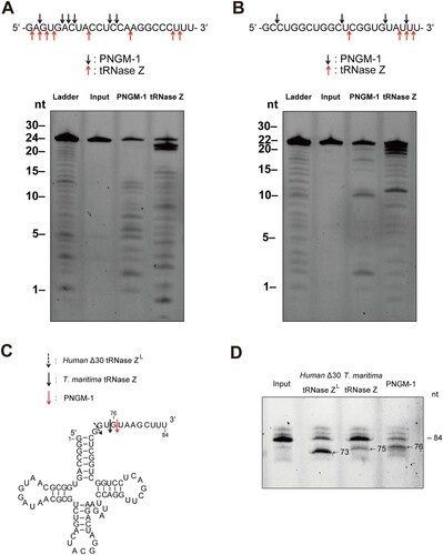 Figure 6. Cleavage site analysis for the RNA substrates usRNA1 and usRNA9 (A and B); and pre-tRNA processing assay (C and D). (A) usRNA1 and (B) usRNA9 were incubated at 50°C in the presence of 10 mM MgCl2 with 15 μM PNGM-1 for 90 min or in the presence of 10 mM MnCl2 with 1.5 μM Tm-tRNase Z for 30 min. Cleavage products were analyzed on a 20% polyacrylamide 8 M urea gel. Arrows indicate the major cleavage sites. (C) The secondary structure of human pre-tRNAArg and cleavage sites for human Δ30 tRNase ZL, Tm-tRNase Z, and PNGM-1. (D) The 84-nt 5′-fluorescein-labeled human pre-tRNAArg was incubated with 0.5 μM human Δ30 tRNase ZL in the presence of 10 mM MgCl2 at 37°C for 30 min, with 1.5 μM Tm-tRNase Z at 37°C for 60 min or with 15 μM PNGM-1 at 50°C for 90 min. The products were analyzed on a 20% polyacrylamide 8 M urea gel. Experiments in (A)–(D) were repeated at least three times and were reproducible.