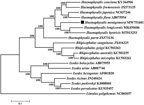 Figure 1. Phylogenetic relationships of Haemaphysalis montgomeryi and other species based on mitochondrial sequence data.