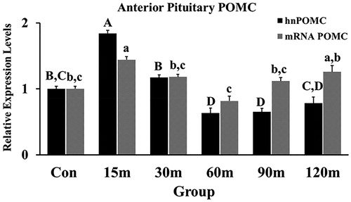 Figure 6. Fold Changes of POMC transcripts (hn and mRNA) in the APit during immobilization stress were performed using the 2−ΔΔCt method after normalization with GAPDH or β-actin. Means ± SEM were determined for each gene. Significant differences (p < 0.05) among groups were specified by different letters above each bar.