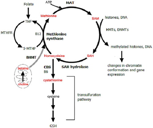 Figure 1. Schematic depicts methionine metabolism and the BHMT-betaine methylation pathway.