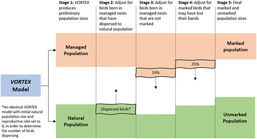 Figure 1. Process used to convert Norfolk Island Green Parrot managed population and natural population estimates produced by VORTEX into marked and unmarked population estimates.