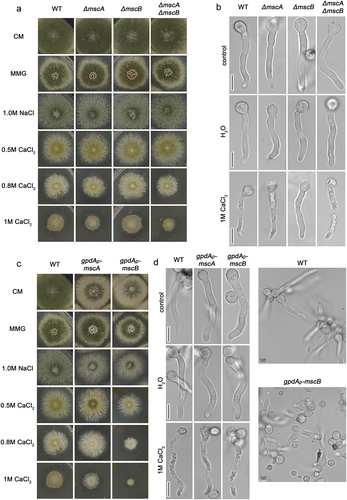 Figure 2. Growth phenotypes and germling morphology of strains carrying null mutations or alleles overexpressing MscA or MscB. A. Growth analysis of knock-out mutants ΔmscA, ΔmscB and ΔmscA/ΔmscB compared to an isogenic wild-type control strain on CM and MMG, and MMG containing 1.0 M NaCl or of 0.5 M-1.0 M CaCl2 at 37 ℃. Notice that growth rate and morphology of the knock-out strains are similar to those of the control strain in all conditions tested, with the exception of a mild increase inCaCl2 sensitivity of ΔmscA and ΔmscA/ΔmscB mutants. B. Microscopic morphology of germlings of knock-out strains grown for 16 h in MMG, or for 16 h in MMG followed by 1 h shift to hypotonic (H2O) or hypertonic (1 M CaCl2) conditions. Notice the reduced toxicity of CaCl2 in ΔmscB. C. Growth phenotypes of strains overexpressing MscA and MscB under the strong gpdA promoter, relative to isogenic control. Details are as in A. Notice that overexpressed MscB leads to reduced colony diameter, more evident in the presence of CaCl2 (1 M). D. Microscopic morphology of germling of strains overexpressing MscA and MscB compared to a control. Details are as in B. Hypotonic and hypertonic conditions did not seem to have a significant effect on germling morphology. Notice also, in the right panels, that the mscB overexpressing strain (bottom image) has significantly reduced germination, reflected in a very high number of non-germinated spores, contrasting the wt control strain where all spores have germinated in germling (upper image). Scale bars: 5 μm.