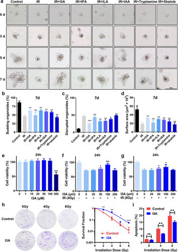 Figure 1. I3A protects intestinal crypt organoids and HIEC-6 against radiation-induced injury. (a) Representative phase contrast images of intestinal organoids cultured with or without tryptophan metabolites at 0, 3, 5 or 7 d post-IR (scale bar = 200 μm). (b) The budding/total organoids (%) at 7 d post-IR. At least 50 intestinal organoids were counted in each group. (c) The number of damaged organoids per well at 7 d post-IR. At least 50 intestinal organoids were counted in each group. (d) Surface area per organoid at 7 d post-IR. At least 50 intestinal organoids were counted in each group. (e) Cytotoxicity of I3A in HIEC-6 cells. HIEC-6 cells were treated with the indicated concentrations of I3A for 24 h. Cell viability was determined using the CCK-8 assay. (f-g) Effects of I3A on cell viability post IR in HIEC-6 cells. HIEC-6 cells were pretreated with the indicated concentrations of I3A 1 h before 4 or 8 Gy IR, and cell viability was measured after 24 h. (h) Clonogenic survival assay of HIEC-6 cells pretreated with 100 μM I3A or vehicle 1 h following 0, 2, 4, 6, or 8 Gy radiation. (i) Effects of I3A on cell apoptosis post IR in HIEC-6 cells. Cell apoptosis was measured using Annexin V/PI staining in HIEC-6 cells treated with 100 μM I3A or vehicle 1 h before 4 or 8 Gy irradiation. Data are presented as the mean ± S.D. of three independent experiments. *p < .05; **p < .01; ***p < .001.