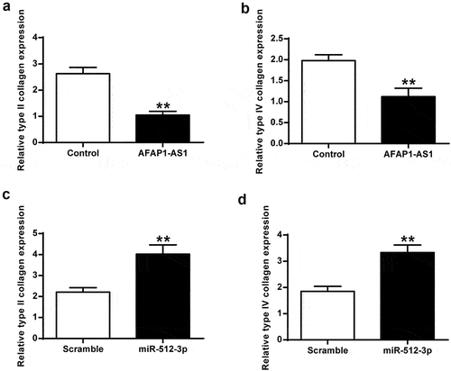 Figure 4. AFAP1-AS1 overexpression inhibited type II and type IV collagen expression. (a) AFAP1-AS1 overexpression inhibited type II collagen expression. (b) AFAP1-AS1 overexpression inhibited type IV collagen expression. (c) miR-512-3p overexpression promoted type II collagen expression. (d) miR-512-3p overexpression promoted type IV collagen expression. ** P < 0.01.