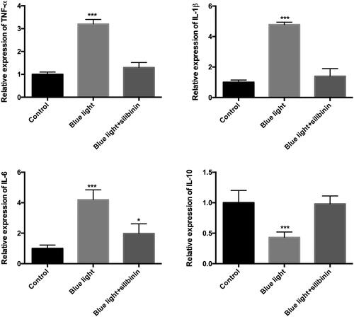 Figure 5. Silibinin protect blue light induced inflammation in RGCs. (A). The expression of TNF-α in each group. (B). The expression of IL-1β in each group. (C). The expression of IL-6 in each group. (D). The expression of IL-10 in each group. The bars indicate the SD; n = 6. *: p < .05, ***: p < .001.