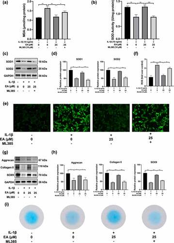 Figure 5. ML385 suppressed the antioxidant effects of ellagic acid (EA) and inhibited the EA-mediated increase in cartilage matrix secretion of interleukin (IL)-1β-exposed chondrocytes. C28/I2 chondrocytes were treated with Ellagic acid (EA), IL-1β (10 ng/mL), and ML385 (10 μM) for 24 h. (a) Malondialdehyde (MDA) levels were determined using the MDA assay. (b) Superoxide dismutase (SOD) activity levels were detected using the SOD activity assay. The protein expressions of SOD1 and SOD2 were assessed by (c) western blot and (d) quantification analysis. Intercellular ROS levels were determined using (e) a 2,7-dichlorofluorescin diacetate (DCFH-DA) probe and (f) quantification analysis. The protein expression of aggrecan, collagen II, and sex determining region Y-box 9 (SOX9) were determined by (g) western blot and (h) quantification analysis. (i) Secretion levels of sulfated proteoglycans were detected using Alcian blue staining. N = 3. The values are expressed as the mean ± standard deviation. *p < 0.05, **p < 0.01, and ***p < 0.001.