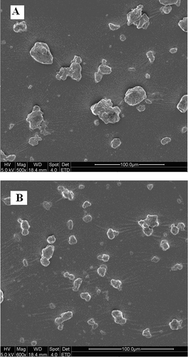 Figure 1 SEM images of chitosan powders with different ball-milling times. (a) 4 h; (b) 8 h.