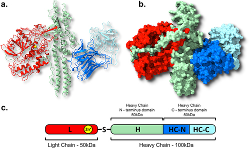 Figure 3. The classical structure of the BoNTs. Depicted is the BoNT/A1 from c. botulinum ATCC 3502. The bontA1 gene is translated into a single 1295 amino acid polypeptide (c.), which is cleaved into a light chain (L – coloured red) and a heavy chain joined by a disulphide bridge between Cys430 and Cys454 residues (shown in black). The heavy chain contains an N-terminal translocation domain (HN – coloured light green) and a C-terminal receptor binding domain, which is formed of two subunits (HC-N and HC-C coloured dark and light blue respectively). The light chain is the catalytic domain and consists of a zinc metalloprotease (the Zn2+ atom shown in yellow). The light chain is encircled by a hydrophobic peptide belt domain of the HN (coloured in dark green in c.). Crystal structures were prepared using UCSF ChimeraX (PBD ID: 3BTA) with a. displayed in ribbon format and b. a spacefill representation [Citation198,Citation202].