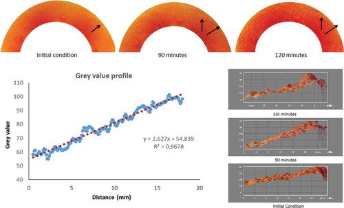 Figure 6. Three-dimensional surface plot of greyscale distribution in the papaya slices. Top images correspond to samples of papaya 85% ripening at different time after cutting. The arrows in the image reflect the redness direction in slices from the centre of the fruit to the papaya peel. Right 3D surface graphs reflect the progressive increase of the slope of grayscale intensity values along the papaya slices. Graph of greyscale intensity values describes the slope calculation from 3D surface of a sample 210-min exposure.