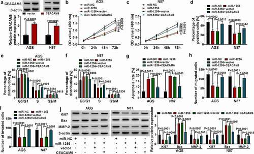 Figure 6. The effect of miR-1256 on cell behavior was eliminated by CEACAM6 in GC cells. (a) The protein expression of CEACAM6 was detected by Western blot. (b, c) MTT was used to detect cell viability. (d) Cell proliferation was measured by EdU assay. (e, f) The cell cycle was detected by flow cytometry. (g) The cell apoptosis was detected by flow cytometry. (h, i) Transwell was used to detect the cell migration and invasion. (j) Western blot was performed to measure the expression of relative proteins.