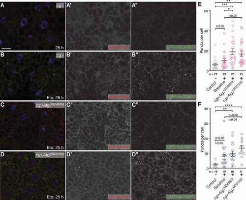 Figure 5. eMI compensates for lack of MA. (A-D) Compared to untreated fat body cells (A) and Eto treatment alone (B), RNAi mediated knockdown of Atg7 with indicated RNAi lines (C, D) leads to an enhanced eMI response (red; (endo)lysosomes marked by GFP-HsLAMP1 in green, nuclei in blue). Monochrome images show indicated channels. (E, F) Quantification of the eMI response in indicated genotypes upon treatment with Eto (E) and paraquat (F). One-way ANOVAs (Tukey correction; (E) p < 0.001; (F) p < 0.0001). *, P < 0.05; **, P < 0.01; ***, P < 0.001; ****, P < 0.0001. Unpaired T-test results are indicated as “t-values”