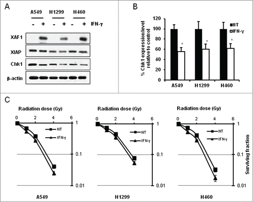 Figure 7. Enhancement of radiation sensitivity in interferon gamma-treated lung cancer cells. (A) Indicated lung cancer cells were treated with interferon-gamma (IFN-γ). Whole cell extracts were prepared and subjected to western blot analysis. Antibodies against XAF1, XIAP, and Chk1 were used for the analysis. β-actin was used as a loading control. (B) Graphical representation of levels of Chk1 expression in Figure 7A. Expression of Chk1 protein following IFN-γ treatment was measured by densitometric analysis of Chk1 bands in Figure 7A and normalized against non-treated control (NT) in each cell line. Values are means ± SD with *P < 0.01. (C) Clonogenic cell survival following a combined treatment with IFN-γ and IR in lung cancer cell lines. Cells were treated with 200 Units/ml IFN-γ for 1 hour before IR. IR doses were 0, 1, 2, and 4 Gy. Cell plates were incubated about 2 weeks for colony formation. Cell survival values were normalized to those of the unirradiated cells.