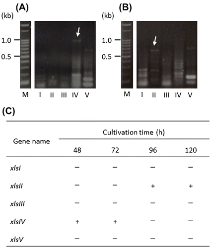 Fig. 3. Expression profile of β-xylosidase genes from A. niger E-1.