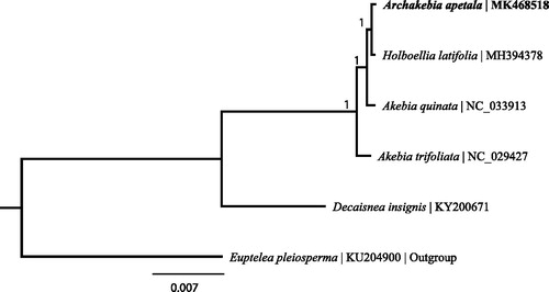 Figure 1. Bayesian inference (BI) tree based on the complete chloroplast genome sequences of six species. The numbers on the branches are posterior probability.