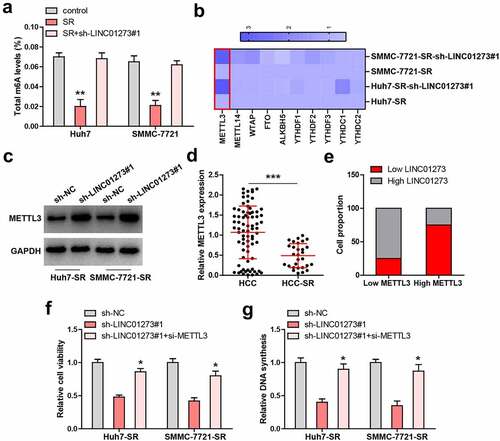 Figure 3. LINC01273 regulates METTL3 expression. A. Detection of total m6A levels in the indicated cell lines. B. qRT-PCR analysis of the m6A-related gene levels in LINC01273-silenced sorafenib resistant cell lines. C. Western blot testing METTL3 protein expression in LINC01273-silenced sorafenib resistant cell lines. D, E. qRT-PCR testing METTL3 expression in sorafenib resistant HCC tissues, followed by analysis of its correlation with LINC01273. F, G. Detection of cell viability and DNA synthesis rate in LINC01273-silenced sorafenib resistant cell lines with METTL3 silencing. *P < 0.05,**P < 0.01.