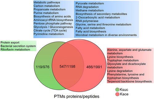 Figure 5. The KEGG pathway overlap between the lysine acetylome and succinylome in A. hydrophila. Venn diagram displaying the overlap number of peptides and proteins between both PTMs. The blue, green and red area shows the KEGG pathways associated with the overlapping, unique succinylated and unique acetylated proteins, respectively. The Kace and Ksuc represent lysine acetylation and succinylation, respectively.