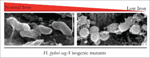 Figure 3. CagA is required for spiral morphology under conditions of iron deficiency in vivo. Mongolian gerbils were maintained on iron-normal or iron-deficient diets and then challenged with H. pylori cagA− isogenic mutants. Gastric tissues were fixed in paraformaldehyde phosphate buffer fixative and processed, as previously described.Citation46 Under normal iron conditions, H. pylori cagA- isogenic mutants exhibited wild-type spiral colony morphology that was characterized by the classical helical shape. However, under conditions of iron deficiency, H. pylori cagA- isogenic mutants exhibited altered bacterial shape, characterized by a transition to a coccoid morphology, suggesting that CagA is required for spiral morphology in vivo.