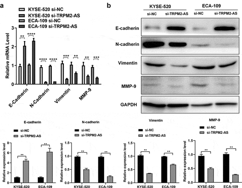 Figure 5. LncRNA TRPM2-AS knockdown suppresses the epithelial–mesenchymal transitions (EMT) progress in esophageal cancer cells.