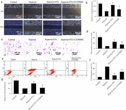 Figure 5. The inhibitor of Akt/Nrf2/HO-1 pathway remarkably reversed the effect of EVs on the cell viability. (a) Influence of Akt/Nrf2/HO-1 pathway inhibitor on the migration of cell treated with hypoxia was investigated; (b) LY294002 remarkably reversed the effect of EVs on the cell migration; (c) Influence of Akt/Nrf2/HO-1 pathway inhibitor on the invasion of cell treated with hypoxia was investigated; (d) LY294002 remarkably reversed the effect of EVs on the cell invasion; (e) Influence of Akt/Nrf2/HO-1 pathway inhibitor on the apoptosi of cell treated with hypoxia was investigated; (f) LY294002 remarkably reversed the effect of EVs on the cell apoptosis; (g) LY294002 remarkably reversed the effect of EVs on the cell proliferation. * P < 0.05 compared with the group hypoxia. # P < 0.05 compared with the group hypoxia+EVs.