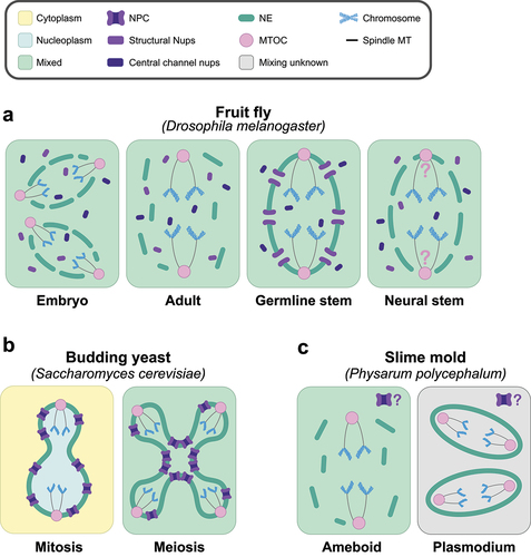 Figure 2. Distinct nuclear division strategies are used in different developmental contexts within the same organism. a. Cartoon representing the four currently identified types of nuclear division found in the fruit fly Drosophila melanogaster. From left to right: partial nuclear envelope breakdown (NEBD) in the embryo [Citation20], open division in adult somatic cells, semi-closed division with partial NPC disassembly in female germline stem cells [Citation18], and semi-closed division with complete NPC disassembly in neural stem cells [Citation19]. The position of the MTOC (centrosome) in fly neural stem cells is currently unknown, represented with question marks. b. Cartoon representations of the budding yeast Saccharomyces cerevisiae nucleus undergoing closed mitosis (left) [Citation52]; and semi-closed meiosis (right) [Citation17,Citation53]. c. Cartoon representations of the slime mold Physarum polycephalum nucleus undergoing an open division in the cell’s ameboid stage of development (left) and a closed division during the syncytial plasmodium form (right) [Citation54]. It is currently unknown if the nuclear pore complexes (NPCs) disassemble in either mode of division, represented with question marks. Nuclear lamina is omitted for simplicity. MTOC (Microtubule Organizing Center).