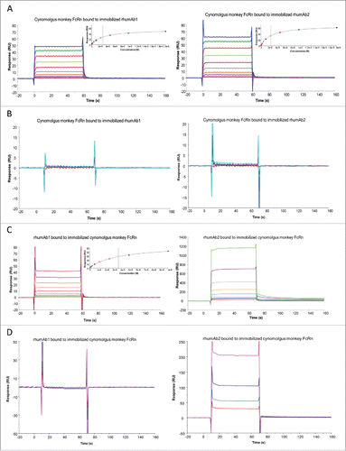 Figure 2. Representative sensorgrams of rhumAbs binding to recombinant cynomolgus monkey FcRn on 2 Biacore assay formats. (A) recombinant cynomolgus monkey FcRn bound to immobilized rhumAbs on format 1 at pH = 6.0, and (B) at pH = 7.4; (C) rhumAbs bound to immobilized recombinant cynomolgus monkey FcRn on format 2 at pH = 6.0, and (D) at pH = 7.4. The experimental data are represented by colored lines. On format 1, at pH 6.0, concentrations of cynomolgus monkey FcRn (from bottom to top) are 0.039, 0.078, 0.156, 0.313, 0.625, 1.25, 2.5, 5, 10, and 20 µM. The black lines are fitted data using the steady-state affinity binding model (inserts). At pH 7.4 concentrations of tested recombinant cynomolgus monkey FcRn (from bottom to top) are 2.5, 5, 10, and 20 µM. On format 2, at pH 6.0, concentrations of recombinant cynomolgus monkey FcRn (from bottom to top) are 0.078, 0.156, 0.313, 0.625, 1.25, 2.5, 5, and 10 µM. The black lines are fitted data using the steady-state affinity binding model (inserts). At pH 7.4, concentrations of recombinant cynomolgus monkey FcRn (from bottom to top) are 1.25, 2.5, 5, and 10 µM. The sensorgrams were generated after in-line reference cell correction followed by buffer sample subtraction. The experiments were conducted using running buffer containing PBS, 0.05% polysorbate 20, pH 6.0 or pH 7.4.