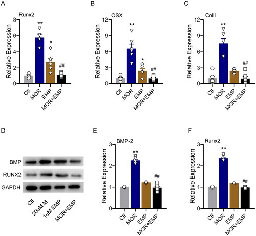 Figure 8. SLC5A2 inhibitor attenuates the effects of morroniside on osteoblastogenesis markers in MC3T3-E1 cells. RT-PCR quantification of osteogenic differentiation marker genes Runx2 (A), OSX (B) and Col I (C) in all groups. (D) Runx2, BMP-2 and GAPDH protein levels were detected by Western blotting in MC3T3-E1 cells. Western blotting quantification of BMP-2 (E) and Runx2 (F). *p< 0.05, **p< 0.01 vs. Ctl; ##p< 0.01 vs. MOR. n = 6.