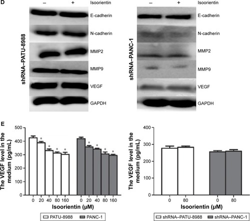 Figure 4 Isoorientin downregulates the expression of VEGF, MMPs, and proteins involved in the epithelial–mesenchymal transition.