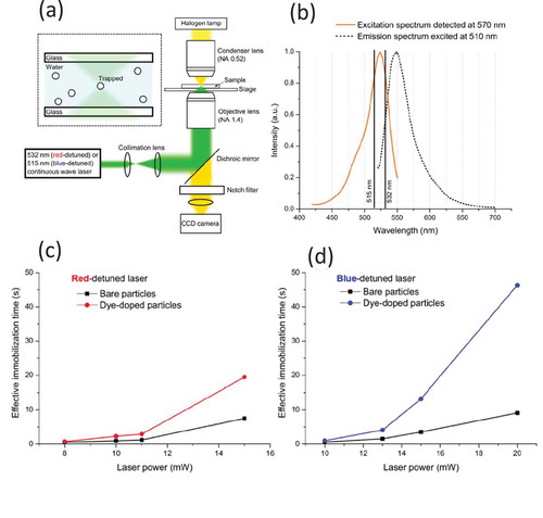 Figure 14. (a) Schematic of setup for optical trapping of individual particles. (b) Excitation (solid line) and emission (dashed line) spectra of dye-doped polystyrene particles in water solution. The vertical lines correspond to the wavelengths of the blue – (515 nm) and red – (532 nm) detuned lasers. Laser power dependence of the effective immobilization time with (c) red – and (d) blue-detuned lasers. (Reprinted with permission from Ref [Citation41]. © The Optical Society.)