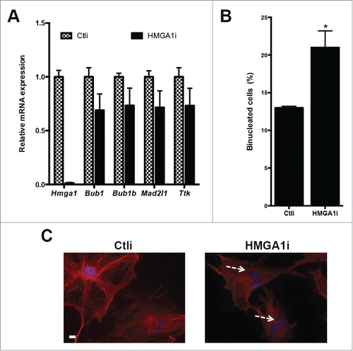 Figure 3. Down-regulation of HMGA1 by RNAi induces binucleation in MEFs. (A) Control (Ctli) and HMGA1-depleted (HMGA1i) WT MEFs were tested for the expression of HMGA1 and SAC genes by qPCR 72 hours post transfection. The actin expression level has been used for data normalization. qRT-PCR values are mean ± SD of a representative experiment performed in triplicate. (B) As described in “Materials and Methods” section, after 2 rounds of transfection, Ctli and HMGA1i MEFs were stained with DAPI and anti-β-tubulin antibody to identify the nuclei and the cytoplasm, respectively. About 1,000 cells per sample were scored for the presence of binucleated cells. The data are represented as mean ±SD. Differences between Ctli and HMGA1i MEFs are statistically significant for binucleated cells (*p < 0.05). (C) Representative fields of Ctli and HMGA1i MEFs, staining with anti-β-tubulin antibody and DAPI. Dashed arrows indicates binucleated cells. Scale bar, 10 µm.