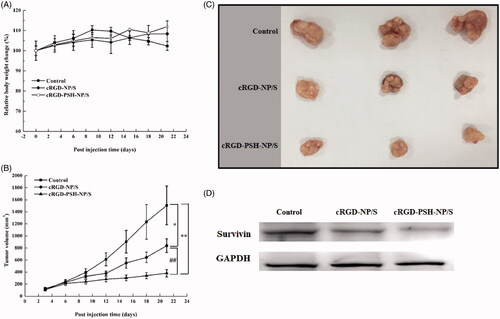 Figure 7. In vivo antitumor efficacy of the nanoparticles. (A) The relative body weight change of nude mice in the process of treatment. (B) The curves of the tumor volume of xenograft tumors in nude mice (*p < .05 vs control; **p < .01 vs control; ##p < .01 vs cRGD-NP/S). (C) Photographs of xenograft tumors harvested at the end of treatment (n = 3). (D) The level of survivin analyzed by Western blot in tumors treated with cRGD-NP/S and cRGD-PSH-NP/S.