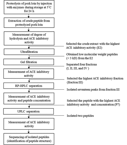 Figure 1. Flow chart for the isolation and identification of angiotensin I-converting enzyme (ACE) inhibitory peptides