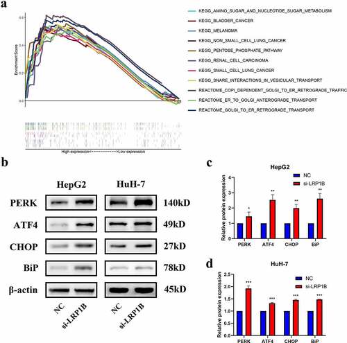 Figure 6. The protein expression level of PERK-ATF4-CHOP signaling pathway after LRP1B knockdown. (a) GSEA analysis of HCC samples with different LRP1B expression from the TCGA cohort. Analyses of PERK, ATF4, CHOP, and BiP protein expression as shown in the western blots (b) and quantified levels (c-d). *p < 0.05, **p < 0.01, ***p < 0.001.