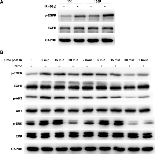 Figure 4 Nimotuzumab inhibits radiation-induced activation of EGFR signaling pathway in KYSE-150R cells.