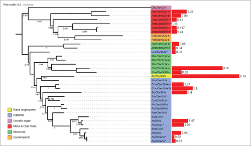 Figure 2. Phylogenetic tree of Cter-SUN proteins and gene expression levels. Left: maximum likelihood tree of Cter-SUN protein homologues constructed from an alignment. Bootstrap values are presented. The color of the label shows the lineage of the plant. The gene label is constructed with the 3 letters from the species name (supplementary Table 4) and the gene name of the A. thaliana homologues. Right: red bar represents the value of the transcription level in seedlings expressed in RPKM, except for species indicated by *, the RNA-seq data was obtained from leaf tissue (Supplementary Table 2).