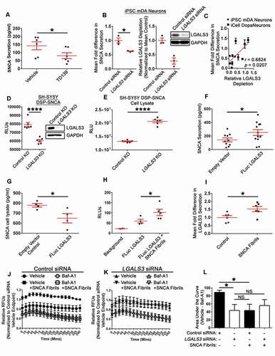 Figure 5. Neuronal LGALS3 influences SNCA secretion and is reciprocally secreted during SNCA fibrils treatment. (A) Relative fold difference in SNCA from mDA cultured media treated with TD139 (5 μM) or vehicle (0.1% DMSO) treated control after 24 h measured by ELISA. (B) Mean fold difference in SNCA in human mDA neuron culture media 48–72 h post siRNA transfection, relative depletion of LGALS3, and representative KD. (B) Values were determined by ELISA and normalized to the mean of the control group (i.e. mean control). (C) A plot of the normalized to mean control data in (A) combined with (Fig. S4(A)) to illustrate the linear relationship between relative LGALS3 depletion (x-axis) and mean fold SNCA secretion (y-axis). (D) RLUs of RLuc activity of cultured media from CRISPR-Cas9-mediated KO of LGALS3 or control in SH-SY5Y DSP-SNCA cell-lines over a 24-h period, one week after selection, and demonstration of KO. (E) RLUs of RLuc activity from control or LGALS3 CRISPR-Cas9 mediated KO SH-SY5Y DSP-SNCA cell lysates after 24 h (n = 3). (F) Level of SNCA in the cultured media of mDA neuronal cultures at 48 h post-transduction measured by ELISA. (G) SNCA concentration present in empty vector control or FLuc LGALS3 transduced mDA neurons cell lysates after 96 h measured by ELISA. (H) RLU levels detected from cultured mDA neurons transduced with FLuc LGALS3 and either untreated or treated with SNCA fibrils at 48 h post-transduction. (I) Fold difference in LGALS3 present in the cultured media from the untreated control or SNCA fibrils treated mDA neurons after 24 h. (J, K) Lysosomal dysfunction assay shows the normalized RFUs from mDA neuronal cultures loaded with Magic Red CTSB dye. Data from J and K are from the same experiments; the data is displayed in 2 graphs to increase clarity. RFU normalization was calculated from the endpoint of the control siRNA plus vehicle (0.1% DMSO) condition. (L) Quantification of the area under the curve for each stated condition. The vehicle minus Baf-A1 was used to determine lysosomal activity. All data are expressed as M ± SE (A, n = 6; B, n = 3; C, n = 11; D and E, n = 6; F, n = 11; G, n = 4; H, n = 5; I, n = 6; J-L; pooled data from n = 4 independent experiments with 1–3 conditions per experiment). Statistical significance was determined by evaluating Pearson’s r (C), paired t-test (A, D, E, F, G, and H), paired one-way ANOVA with Dunnett’s post hoc tests (L), or ratio paired t-test (B and I) to better account for the distribution of values < 1. For all statistical tests *, **, ***, ****, p < 0.05, 0.01, 0.001, and 0.0001, respectively.