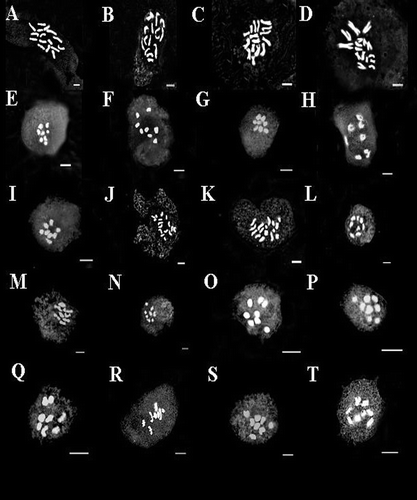 Figure 2. (A) mitosis in T. spruneriana (23518); (B) mitosis in T. filipes (8855); (C) mitosis in T. monspeliaca (5256); (D) mitosis in T. calliceras (29426); (E–I): meiosis in T. coerulescens: (E) T. coerulescens (23663); (F) T. coerulescens (33921); (G) T. coerulescens (23675); (H) T. coerulescens (25669); (I) T. coerulescens (23600); (J) mitosis in T. stellata (33788); (K) mitosis in T. turkmena (27611); (L–S) meiosis in T. disperma: (L) T. disperma (23504); (M) T. disperma (23623); (N) T. disperma (23514); (O) T. disperma (24747); (P) T. disperma (24813); (Q) T. disperma (24868); (R) T. disperma (33800); (S) T. disperma (26855); (T) meiosis in T. latialata (24488). Scale bars for meiosis figures: 5 μm and for mitotic figures: 2 μm.