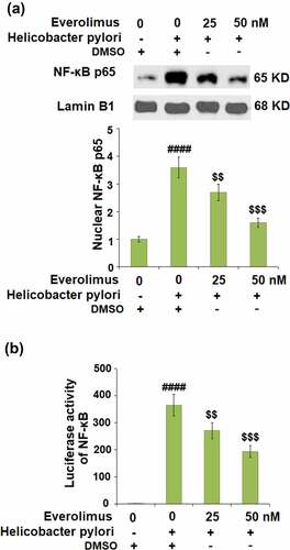 Figure 8. Everolimus suppresses Helicobacter pylori-induced activation of NF-κB. Cells were infected with Helicobacter pylori, followed by stimulation with Everolimus at the concentrations of 25 and 50 nM for 6 hours. (a). Nuclear levels of NF-κB p65; (b). Luciferase activity of NF-κB (####, P < 0.0001 vs. vehicle group;$, P < 0.01, 0.001 vs. Helicobacter pylori group, N = 4).