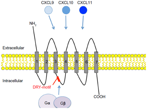 Figure 1 Chemokine receptor CXCR3 and its ligands CXCL9, CXCL10, and CXCL11. CXCR3 is a seven transmembrane G-protein coupled receptor. The DRY-motif is critical for engaging with cytoplasmic G-proteins to initiate signaling. CXCR3 binds three different ligands, ie, CXCL9, CXCL10, and CXCL11. These ligands bind to specific and distinct regions within the receptor.