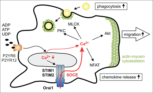 Figure 2. STIM1, STIM2, and ORAI1 regulate microglia functions. The G protein-coupled receptors P2Y6 and P2Y12 are activated by UDP and ADP/ATP, respectively. Activation of P2Y receptors induces Ca2+ release from endoplasmic reticulum (ER) and reduces [Ca2+]ER. In turn, STIM1 and STIM2 proteins activate ORAI1 channels. The resulting SOCE promotes activation of different Ca2+-dependent signaling molecules, including Ca2+/calmodulin-activated myosin light chain kinase (MLCK), protein kinase C (PKC), the serin/threonine specific kinase Akt, and the transcription factor NFAT. Remodeling of actin-myosin skeleton is probably involved in MLCK/PKC-dependent phagocytosis and in Akt-dependent cell migration. NFAT mediates UDP-induced expression of chemokines in microglia.