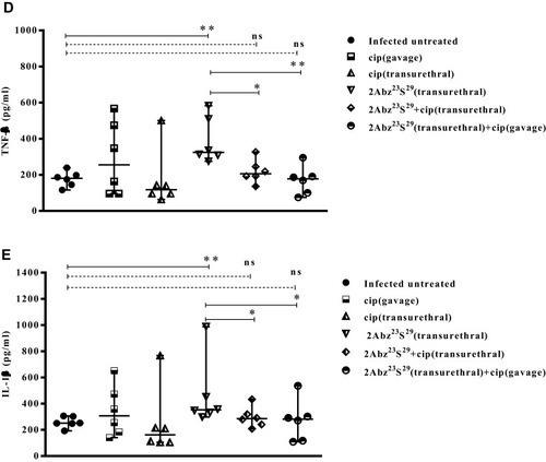 Figure 5 Efficacy of high-dose 2Abz23S29 peptide, ciprofloxacin, or a combination of both in bacterial load (A) and level of pro-inflammatory cytokines (B–E) in the E. coli-infected mouse model. Female BALB/c mice were infected with 1 × 107 CFU E. coli strain CFT073 by transurethral injection, and double dose of 2Abz23S29 peptide and/or ciprofloxacin administered after 24 h and 48 h, once a day. The mice were sacrificed, and the bladders were homogenized 72 h post-infection. Bladder homogenate supernatant was examined for bacterial load and ELISA detection of pro-inflammatory cytokine MIP/2, IL-6, TNF-α, and IL-1β. Data are representative of at least two independent experiments (n=6 per group). Bars represent the median values. ns indicates not significant, *p<0.05, **p<0.01, as determined by Mann–Whitney U-test.