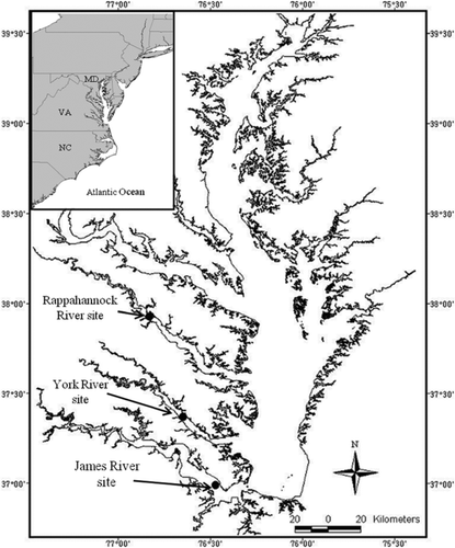 FIGURE 1 Locations of staked gill-net American shad monitoring sites on the James, York, and Rappahannock rivers based on historical locations associated with commercial logbook daily catch data.