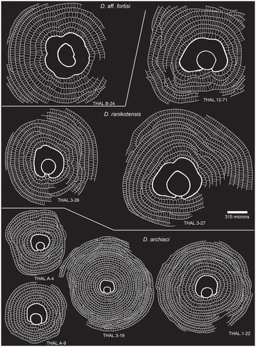 Figure 13. Comparison of embryon and development of annular chambers in D. archiaci, D. ranikotensis and D. aff. fortisi.