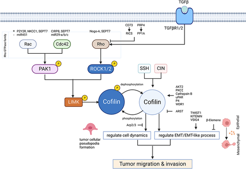 Figure 2 Cofilin regulates tumor migration and invasion represented by glioma. Dephosphorylating cofilin on Ser3 mediates its activation. Activated cofilin promotes tumor cell migration and invasion by regulating cell dynamics and EMT/EMT-like process. Cofilin can be inactivated through phosphorylation driven by LIMKs on Ser3 site, while SSH and CIN can dephosphorylate cofilin to restore its’ activity. LIMK is activated by the Rho-GTPases including Rac, CDC42 and Rho through their effector kinases, PAK1 and ROCK1/2 mediating the phosphorylation of LIMK on Thr508 resulting in its activation. Multiply proteins known to regulate the activity of cofilin via Rho-GTPases/ROCK&PAK/LIMK/cofilin signaling pathway resulting in regulating the actin-cytoskeleton dynamics, are SEP17, P2Y2R, NKCC1, CIRP8, Nogo-A, CD73, PRP4, AKT2, PKCζ, Cathepsin B, uPAR, P4, WDR1, Arp2/3. Some non-coding RNAs including miR451, miR29-A/b/c and ARST are also considered to participate in the regulation of cofilin through similar process. Non-SMAD signaling of TGF-β can induce rapid activation of RhoA, followed by phosphorylation and activation of LIMK2/cofilin1 pathway, resulting in regulating EMT/EMT-like process. Furthermore, TWIST1, KITENIN, VSIG4 and β-elemene are considered to be involved in the direct regulation of EMT/EMT-like process. Created with BioRender.com.