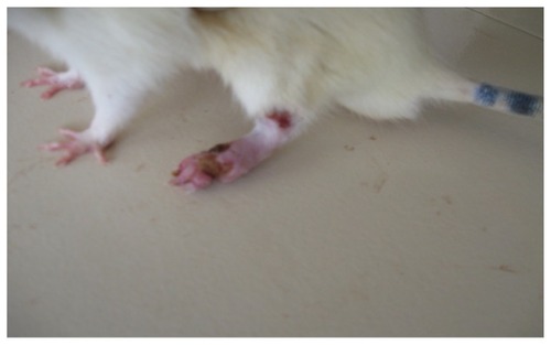 Figure 4 CFA+ control group rat showing severe inflammation of the left hind paw with secondary lesion on the forepaw with moderate inflammation of the other hind paw on day 26.Abbreviation: CFA, complete Freund’s adjuvant.