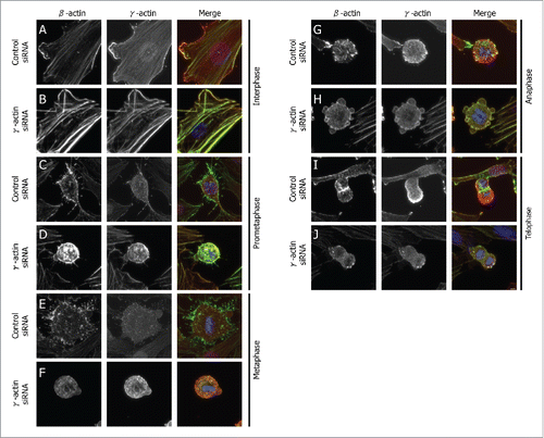 Figure 1. Spatial distribution of β-actin and γ-actin in different mitotic phases. Confocal images of SH-EP cells transfected with either the control or γ-actin siRNA in interphase (A and B), prometaphase (C and D), metaphase (E and F), anaphase (G and H) and telophase (I and J). The cells were dual stained for β-actin (green) or γ-actin (red). Confocal images show maximum projections and images were acquired using the same settings and process exactly the same using the ZEN software. Scale bar, 5 µm.