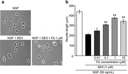 Figure 3. Effect of fluvoxamine on inhibition of NGF-induced neurite outgrowth by DEX.PC12 cells were pretreated for 24 h with vehicle or DEX (1 μM), followed by washing in D-PBS and treatment with NGF or NGF plus fluvoxamine for 24 h. (a) Representative image of phase-contrast photomicrographs. (b) Quantification data on neurite length. The values represent the mean ± S.E.M. from three independent experiments. **: Significantly different from NGF plus DEX-treated group at p < 0.01. NGF: nerve growth factor, DEX: dexamethasone, Flv: fluvoxamine.