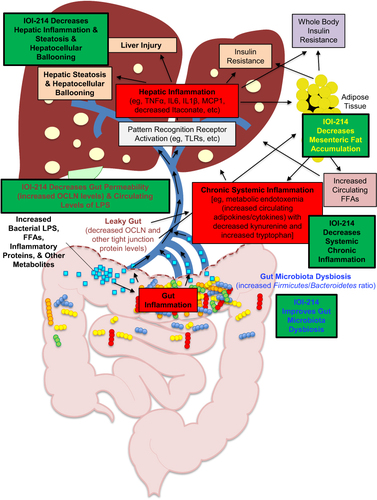 Figure 12 Hypothesized working model of IOI-214 activity to ameliorate HF diet-induced NAFLD/MAFLD in vivo.