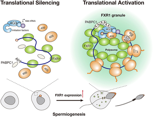 Figure 2. FXR1 condensates involved in mRNA translational activation in mouse late spermatozoa. during mouse spermiogenesis, FXR1 expression upregulates, and FXR1 condensation form in a concentration-dependent manner. FXR1 works as a scaffold protein that binds to mRNA, and recruits translation factors, including eIF4G3 and PABPC1, to FXR1 condensates and activates mRNA translation.